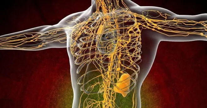 Lymphatic System of the body